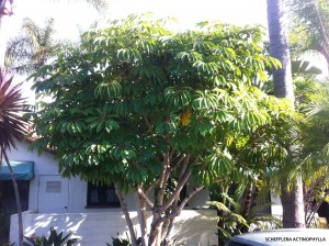 Schefflera actinophylla 2